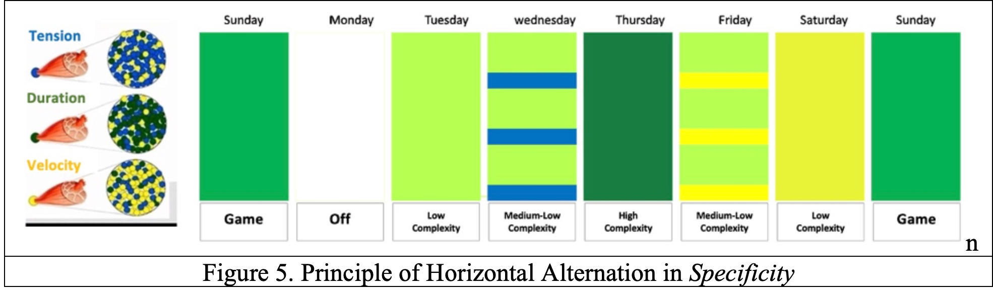 Principle of Horizontal Alternation in Specificity